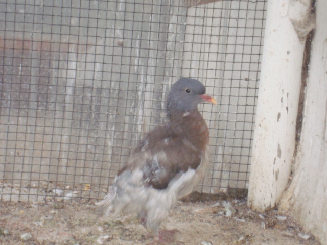 Pigeon - bébé pigeon ramier trouvé... - Page 2 Dsc03411