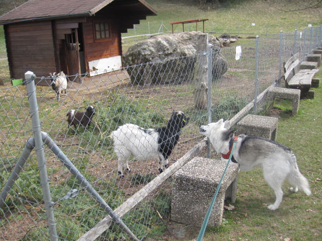 Saskia voudrait jouer avec les chèvres... 910