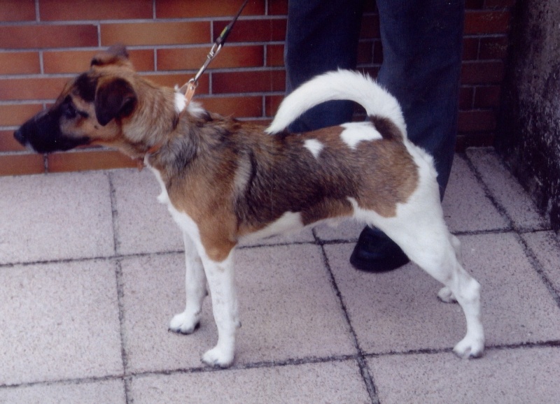 Junger Terrier (Fox?) sucht neues Zuhause Terrie10