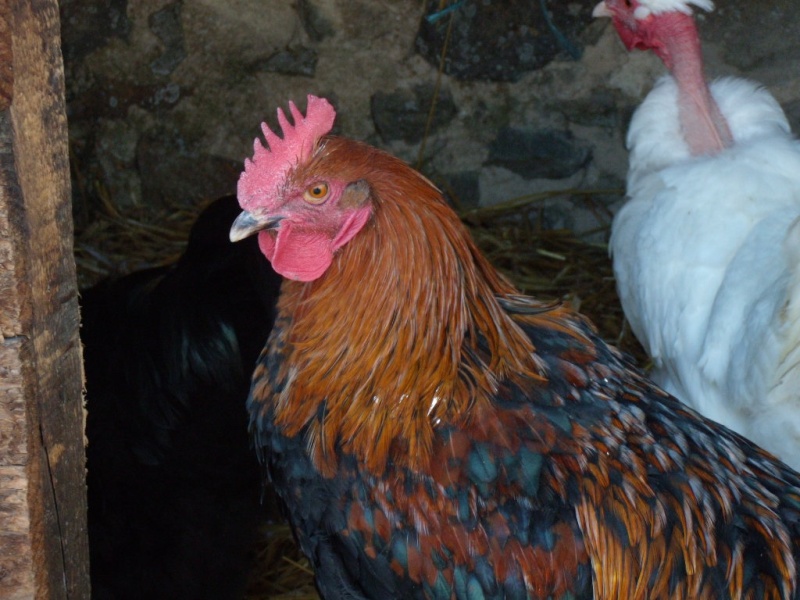 besoin de conseils pour vendre mon coq marans 12_20116