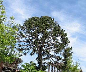 Araucaria 4_arau10