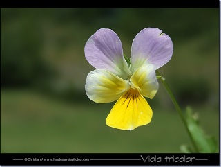 Pensé annuelle ou vivace ? Viola_10