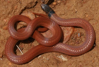 classification des serpents  00387210