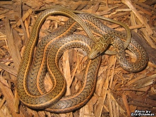 classification des serpents  033912