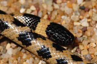 classification des serpents  1171110