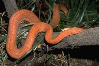 classification des serpents  1208010