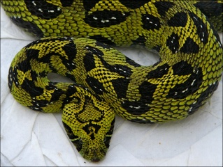 classification des serpents  25860711