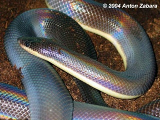classification des serpents  27658610
