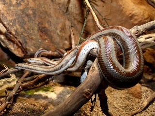 classification des serpents  31767510