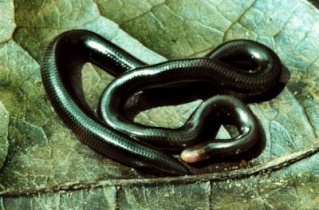 classification des serpents  56160811