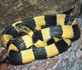 classification des serpents  754kra10