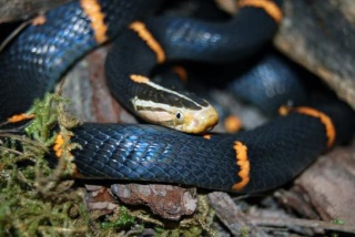 classification des serpents  8842812