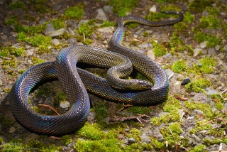 classification des serpents  Achali11