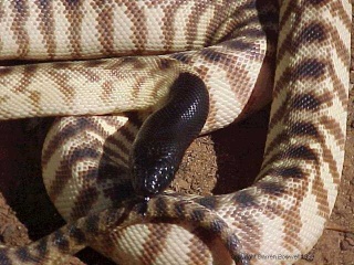 classification des serpents  Bl10