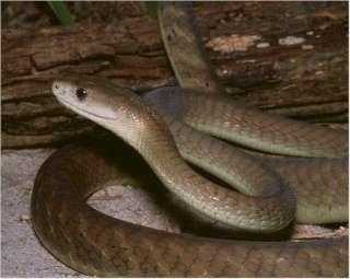 classification des serpents  Blackm11