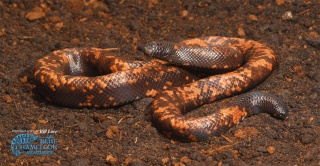 classification des serpents  Calaba10