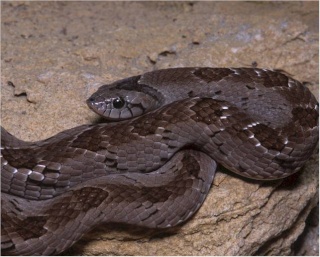 classification des serpents  Caucus12