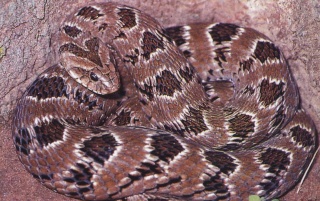 classification des serpents  Causus11