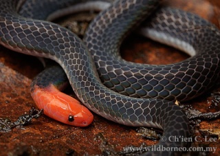 classification des serpents  Cld10010