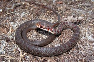 classification des serpents  Colube10