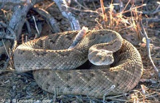 classification des serpents  Crotal10