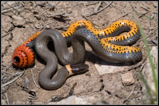classification des serpents  Diadop10