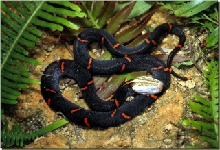 classification des serpents  Fckedi12