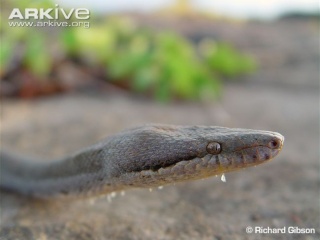classification des serpents  Female10