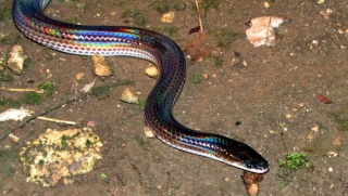 classification des serpents  Kan12_10