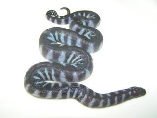 classification des serpents  L_fe0710