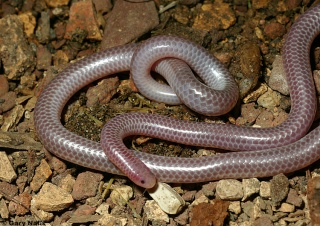 classification des serpents  Leptot10