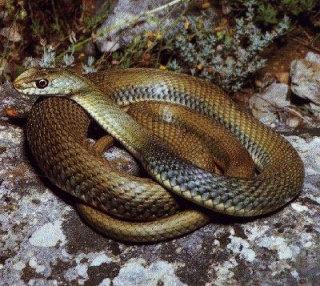 classification des serpents  Malpol10