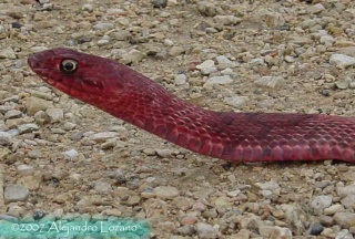 classification des serpents  Mastic11