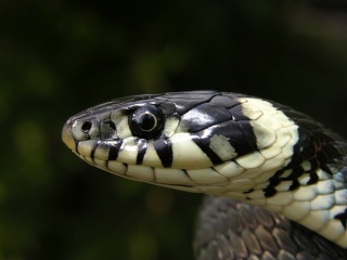 classification des serpents  Natrix10