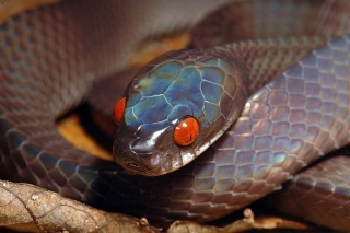 classification des serpents  Pareas10