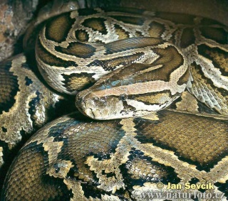 classification des serpents  Python11