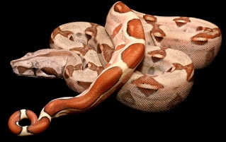 classification des serpents  Salmon10