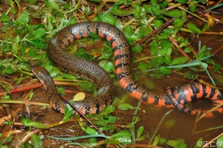 classification des serpents  Sinona10
