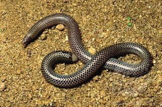 classification des serpents  Supers10