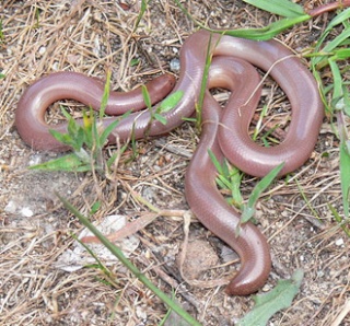 classification des serpents  Typhlo10