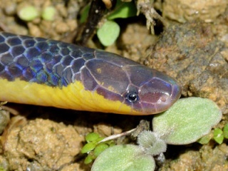 classification des serpents  Variab10