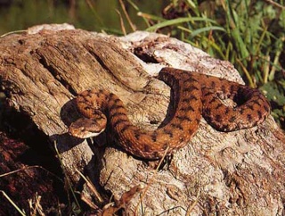 classification des serpents  Vipere11