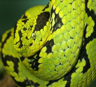 classification des serpents  Yellow10