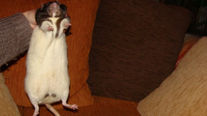 Jusqu'à combien peut peser un rat adulte ? 19808810