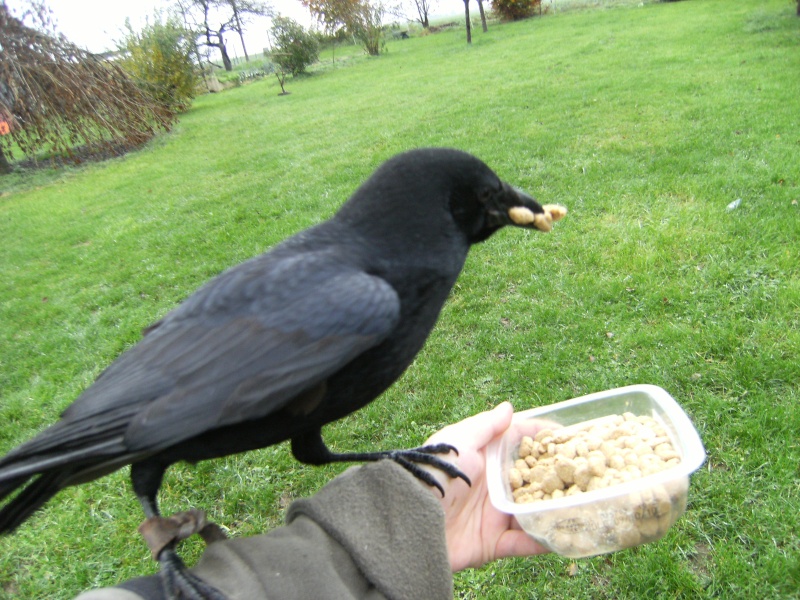 Jack, une jeune "Corvus corone" de 2010 Dscf1113