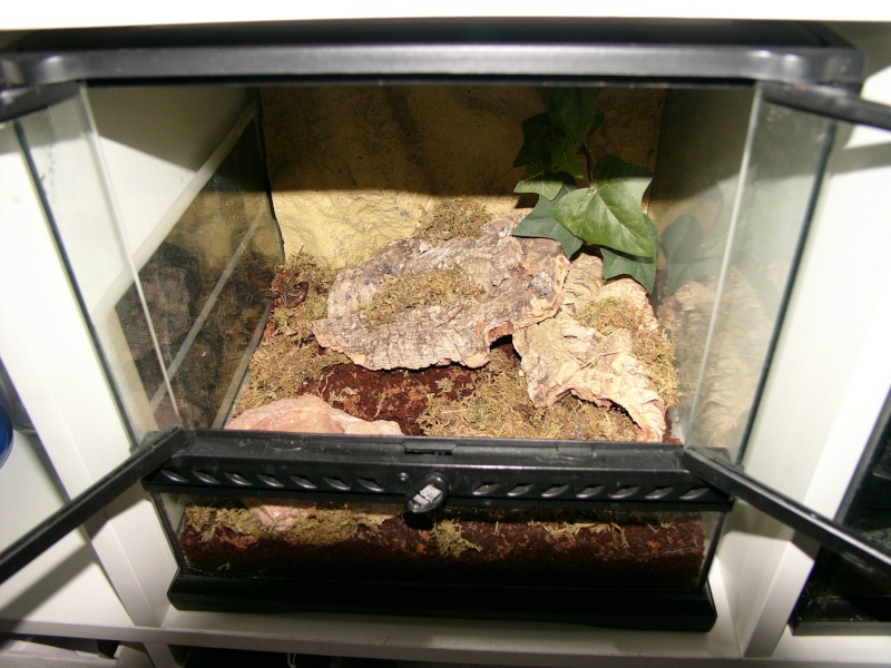 [Sharing] Show Off Your Enclosures - Page 6 510