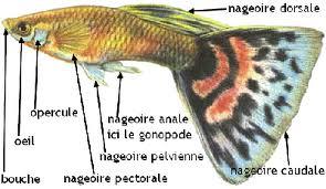 Anatomie d'un guppy