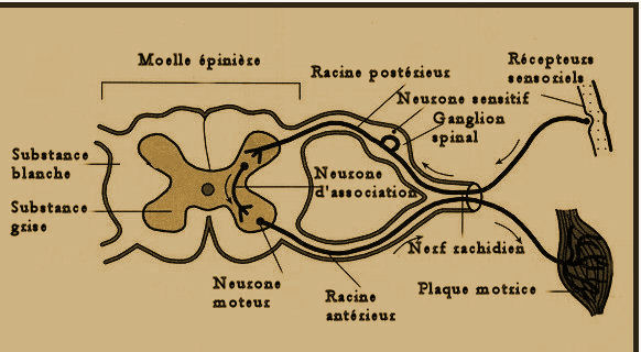 SYSTEM NERVEUX Nerveu10