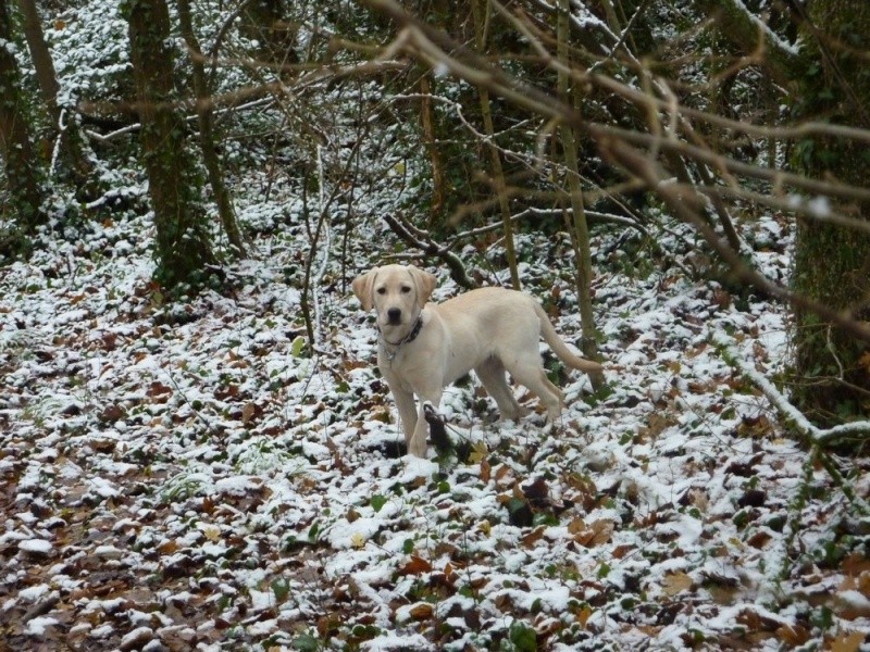 Concours photos : "Mon lab dans la nature..." - Page 6 Foxy_f10