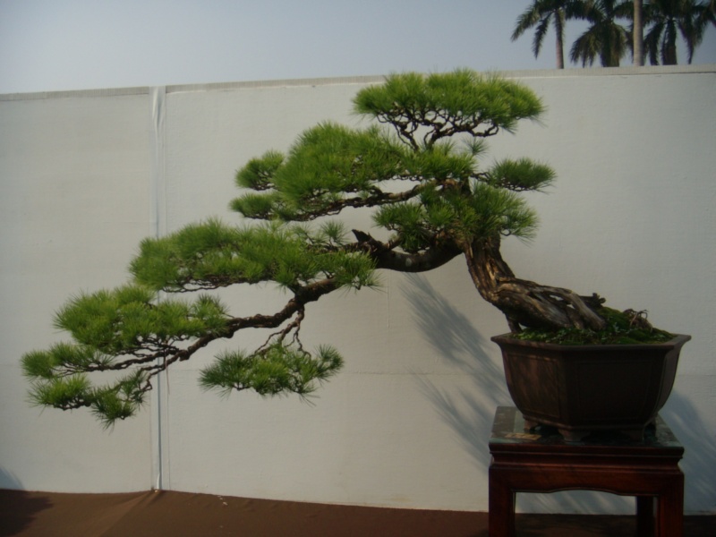 Taiwan in 2010 15th chapter of national Huafeng bonsai exhibition  Dscn2844